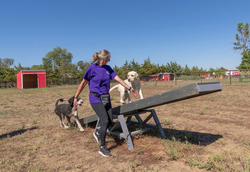 Two dogs and a person on an agility course