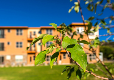 A tree branch obscuring a multifamily building