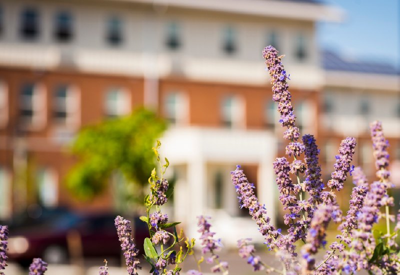 flowers in front of a building
