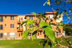 A leafy branch in the foreground, multifamily building in background